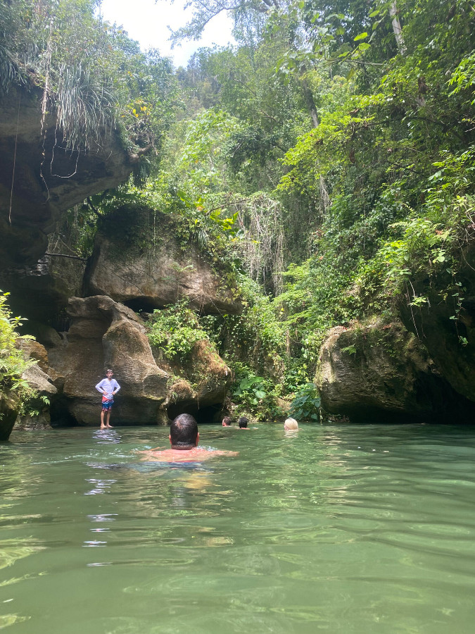 a watering hole with lots of greenery